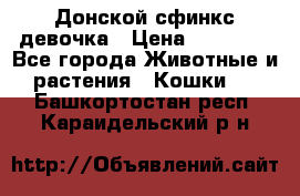 Донской сфинкс девочка › Цена ­ 15 000 - Все города Животные и растения » Кошки   . Башкортостан респ.,Караидельский р-н